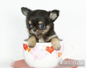 ​十种体型最小的狗狗排名，最小的狗狗仅拳头大小超级可爱