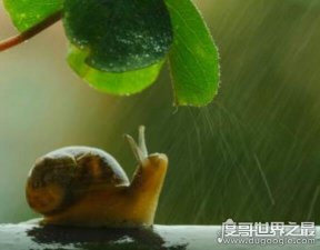 ​什么动物会夏眠？夏眠的动物大盘点(松鼠蜗牛都会夏眠)
