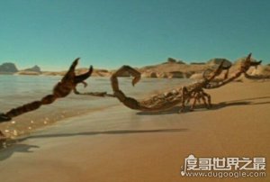 ​史前最大蝎子，布龙度蝎子(光是毒刺就有拳头那么大)