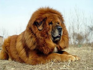 ​藏獒和狼谁厉害（真正的远古藏獒有多大）