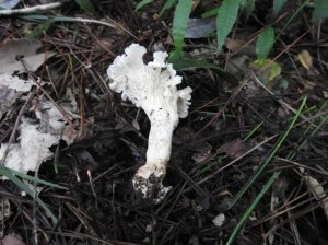 ​多地发现新物种，你的家乡是否“榜上有名”？