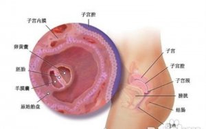 ​b超看胎儿性别图解（4个月就完全能看清胎儿性别了）