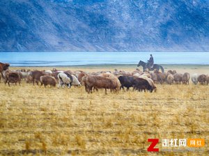 ​心上人我在可可托海等你是什么歌，可可托海的牧羊人歌曲分享