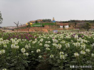 ​虚伪的反义词是什么，常见的反义词汇总可以帮你忙