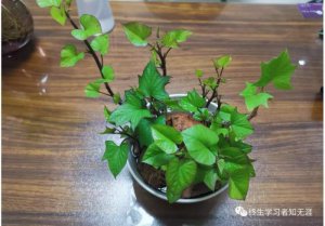 ​怎么死没有痛苦而且快（#怎么样可以死得快不痛苦）