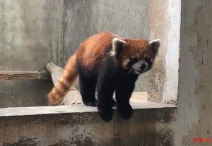 ​每只叫卖 35 万元！猎捕收售野生小熊猫团伙落网：警方查扣 63 只小熊猫活体
