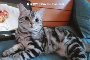 ​虎斑猫多少钱一只，1500到5000元左右(性价比非常高)