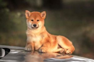 ​宠物犬的种类（你知道狗狗分为什么种类吗）