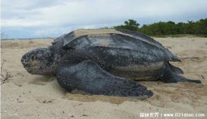 ​世界上最大的乌龟排名，棱皮海龟排名第一(重1300斤)