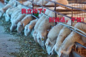 ​加拿大一枝黄花遇对手，外来物种能靠吃来解决？