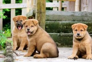 ​建议穷人养的10种狗，中华田园犬最实惠(十种供大家选择)
