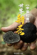 ​从“黑色钻石”到“猪拱菌”，中国人凭啥能把松露拉下神坛？
