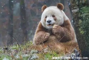 ​秦岭四宝是指什么珍稀动物，大熊猫/金丝猴/朱鹮/羚牛