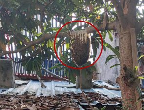 ​篮球大马蜂窝扎根大门前，住户两个月不敢开窗