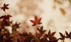 ​距离产生美什么意思（距离产生美的真正的含义）