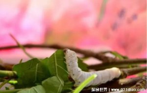 ​春蚕到死丝方尽的作者是谁哪个朝代，晚唐情诗高手李商隐