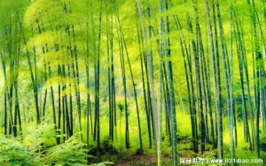 ​世界上长得最快的植物排名，竹子排名第一(一天长高1米)