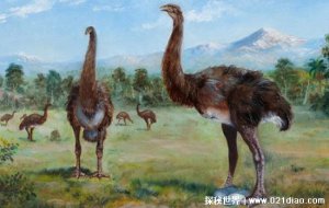 ​恐鸟什么时候灭绝的，19世纪50年代左右(曾是世界第一高鸟)