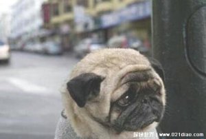 ​世界上最忧伤的狗，表情完全让人非常心疼(是一只巴哥犬)
