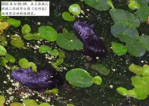 ​此地发现外来物种，块头比老鼠大几倍……