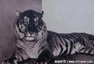 ​已经灭绝的四种老虎，爪哇虎/巴厘虎/里海虎/华南虎