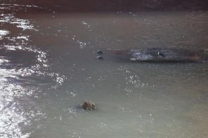 ​“沉睡” 150 余年，它惊艳出水！