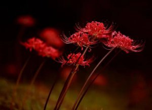 ​代表黑暗和绝望的花，彼岸花/曼珠沙华(盛开在坟头和黄泉路上)