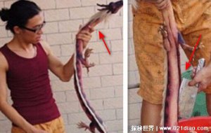 ​一男子抓到一只龙，已经杀死炖了吃了(假的图片都是P的)