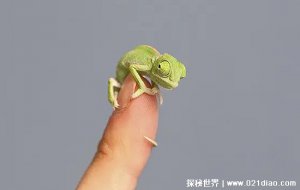​世界上最小的变色龙，迷你变色龙(最长也只有2.6厘米)