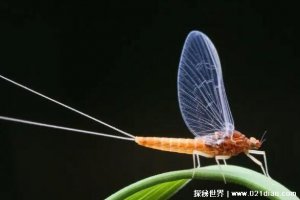 ​寿命最短的动物是什么，蜉蝣(正常寿命仅24小时左右)