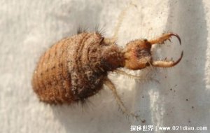 ​只吃不拉的动物，蚁狮(没有肛门只能一直憋着不拉)