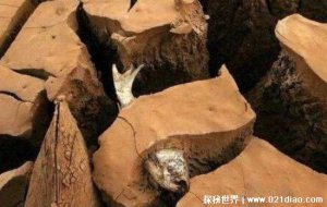 ​非洲肺鱼可以在土里活多久，至少5年(为了生存吃掉自己一半身体)