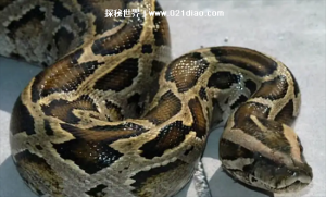 ​蟒蛇是几级保护动物，国家二级(2021年由一级调整为二级)