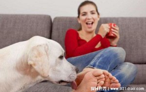 ​狗狗舔主人手脚意味着什么，喜欢主人对其表达爱的一种方式
