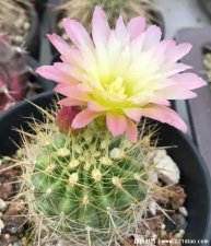 ​仙人球开花是什么兆头，寓意奇迹与希望(好养活但开花非常难)