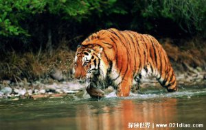​华南虎灭绝了吗2021，在野外已经灭绝(人工饲养不超过200只)