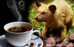 ​猫屎咖啡是怎么来的？制作过程十分残忍(麝香猫成最大受害者)
