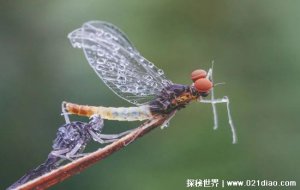 ​蜉蝣是什么动物，最原始的有翅昆虫(寿命只有几个小时)