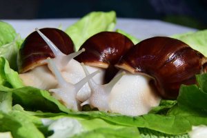 ​非洲大蜗牛可以吃吗（非洲的大蜗牛到底能不能食用）
