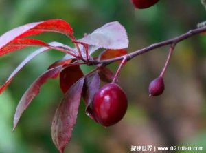 ​紫叶李的果子能吃吗，可以吃(种植在路边的一种果树)