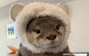 ​树懒为什么会拉人下水，一度被认为是水猴子(并不会拉人下水)