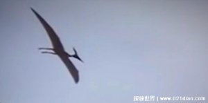 ​世界上最后一只龙视频，美国小伙无意拍到真实翼龙(附清晰视频)