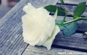​白玫瑰不能随便送人，花语代表着爱情(只能送给自己的情侣)