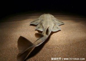 ​世界上最稀有的鲨鱼，天使鲨几乎灭绝(能够隐身的鲨鱼)