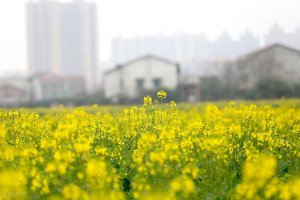 ​立春有什么禁忌和注意事项（关于我国立春世界的习俗）