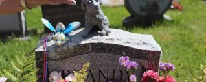 ​死去的宠物属于什么垃圾