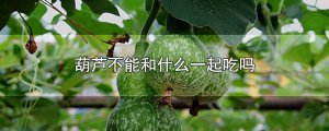 ​葫芦不能和什么一起吃吗