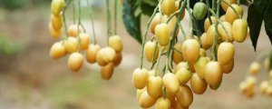 ​黄皮果怎样长久保鲜