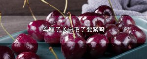 ​车厘子长白毛了要紧吗