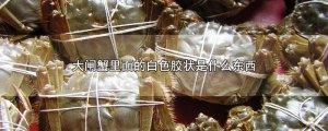 ​大闸蟹里面的白色胶状是什么东西